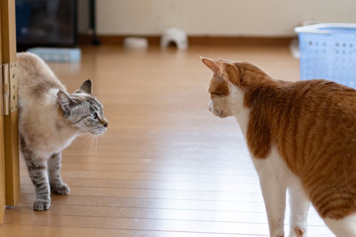 様子を見ている猫