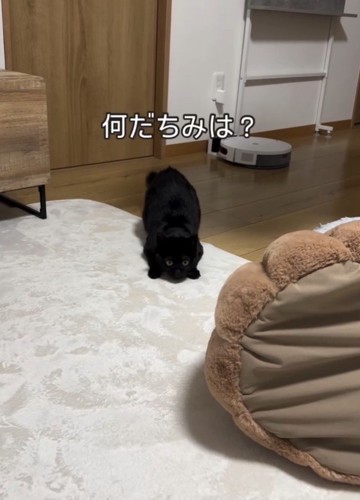 狙う黒猫