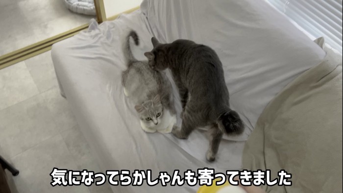 ソファで香箱座りをする猫