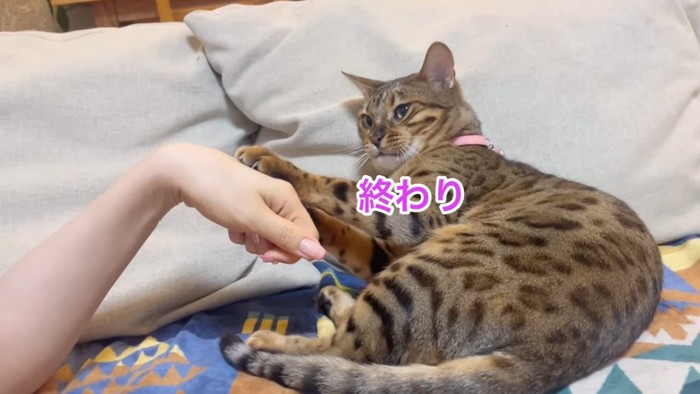 人の手を前足で押さえる猫