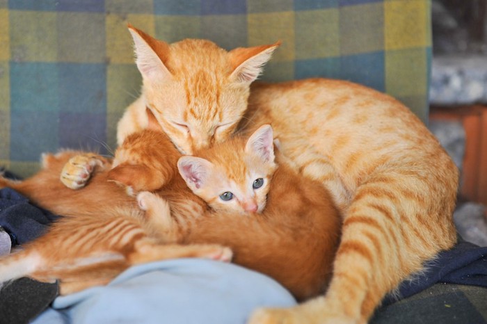 中絶をしていない茶トラ柄の母猫と子猫たち