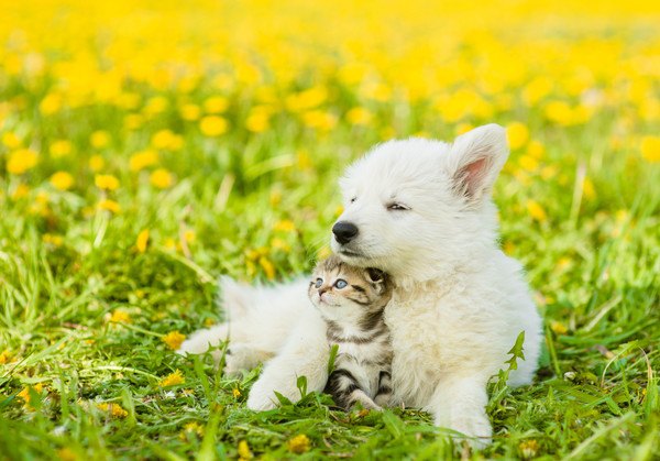 猫と犬と花