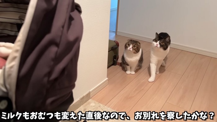 玄関にいる2匹の猫