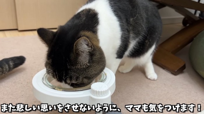 お皿からおやつを食べる猫