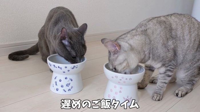 ごはんを食べる2匹の猫