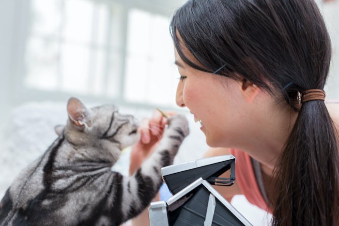 女性の手にパンチする猫