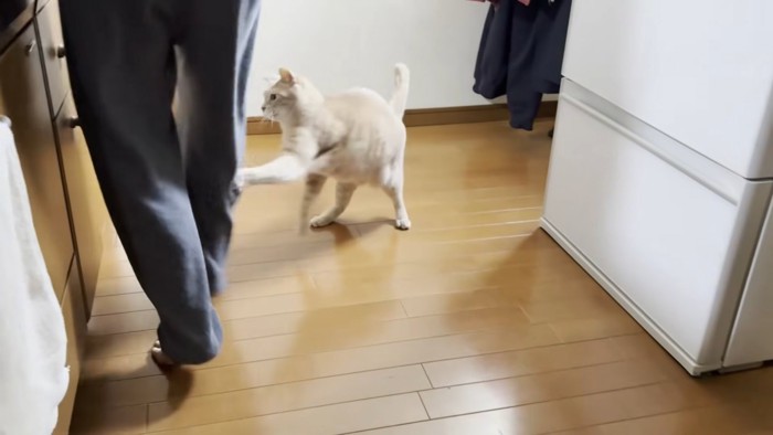 男の子の下半身（後ろ姿）と、男の子の右膝裏にパンチを繰り出す猫ちゃん