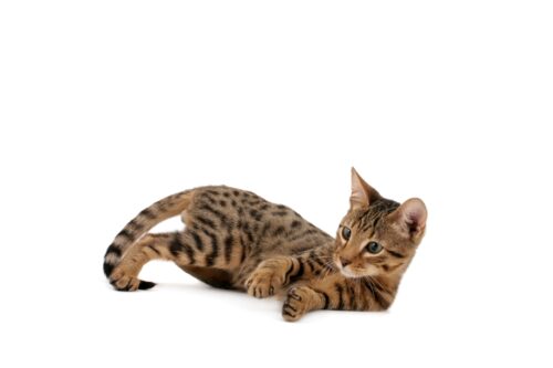 セレンゲティの子猫