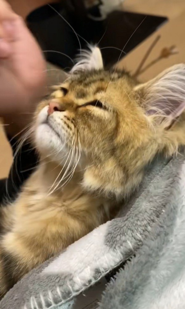 横向きのしょぼしょぼした顔の猫1