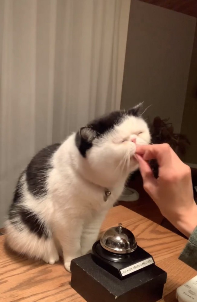 おやつを食べる猫
