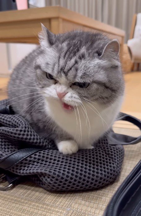 飼い主に威嚇する猫