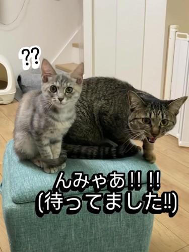 鳴く大きな猫と驚く子猫