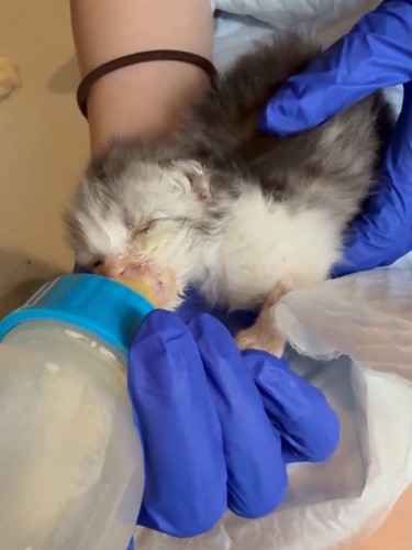 哺乳瓶でミルクを飲む子猫