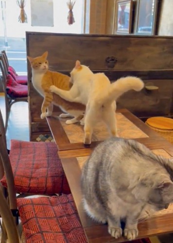 猫パンチ
