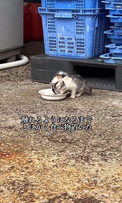 ミルクを飲む子猫