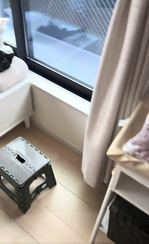 画面左端窓際で見切れている2匹の猫