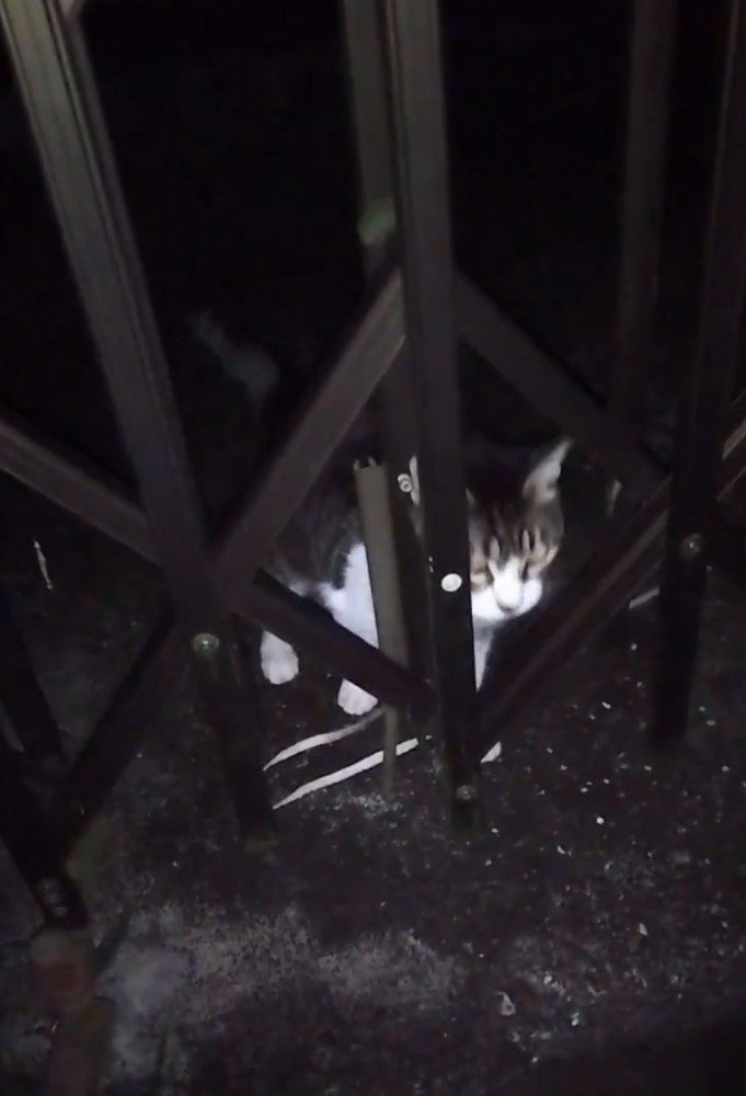 外に繋がれている猫