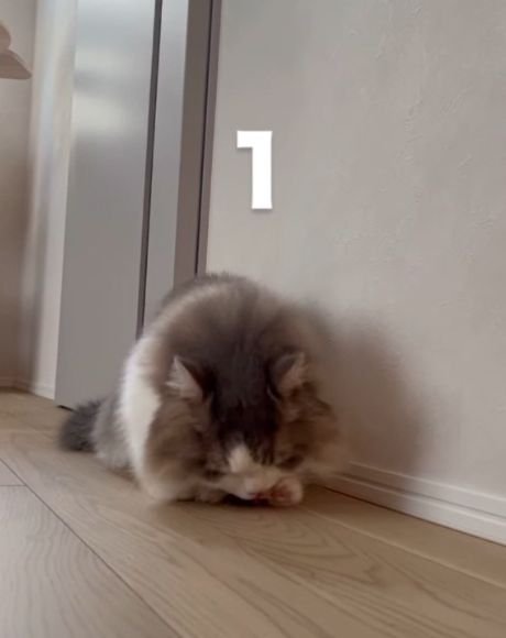床に伏せて前足をなめるグレー白の猫