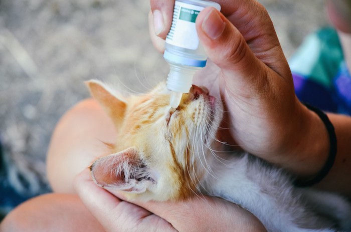 飼い主の膝の上で目薬をされる子猫