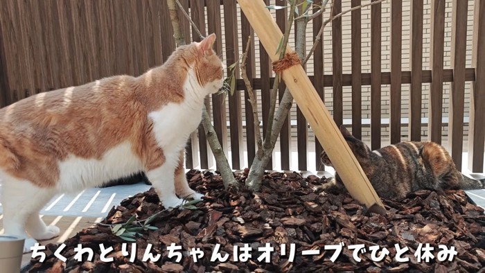 オリーブの木と2匹の猫