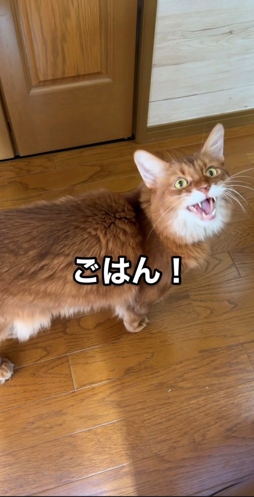 さらに鳴くソマリ