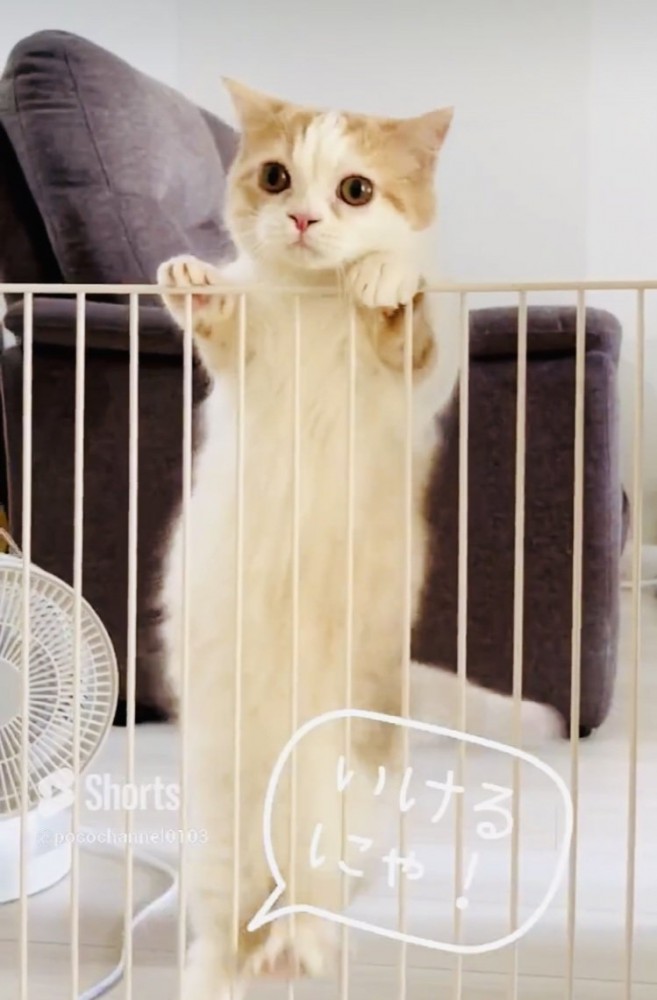 柵を登るマンチカン