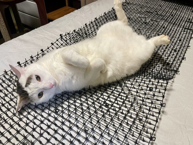 仰向けの猫