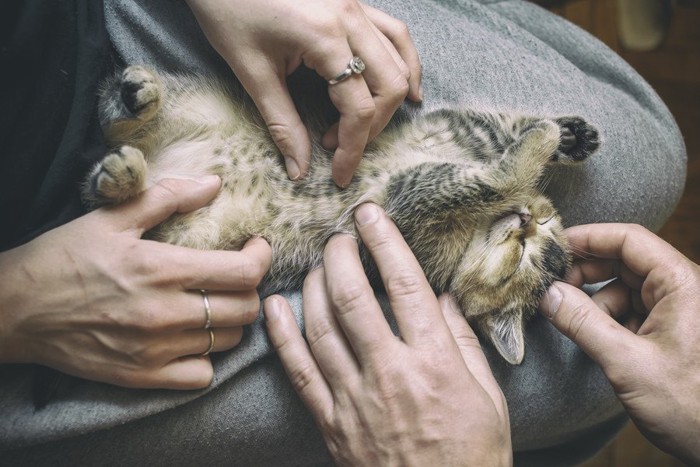 猫をなでる人々