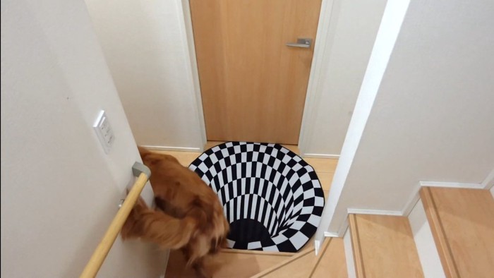 マットをスルーする犬