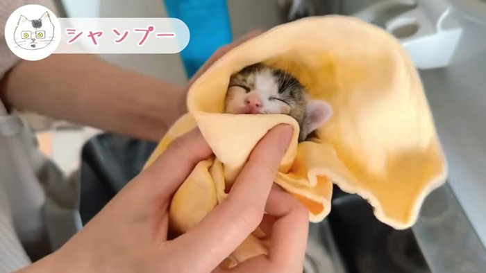 眼を細める三毛猫