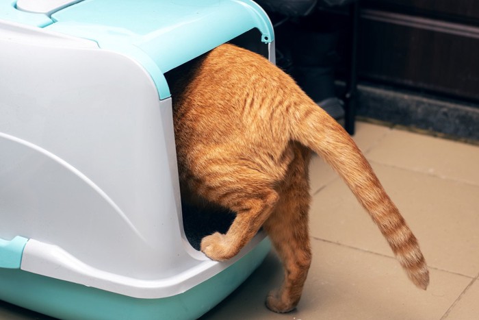 トイレに入る猫