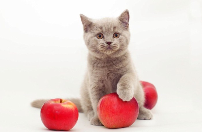 果物と子猫