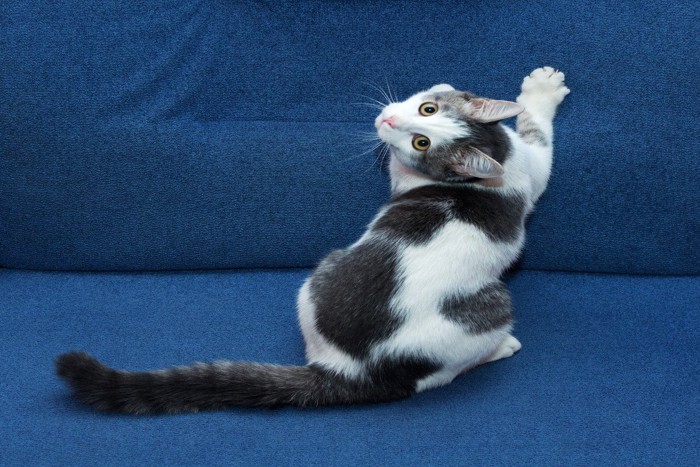 ソファーで爪を研ぐ猫