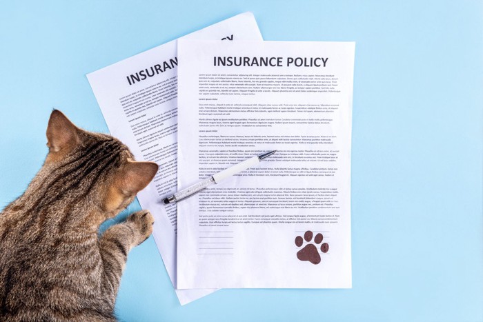 保険の契約書に顔を近づける猫