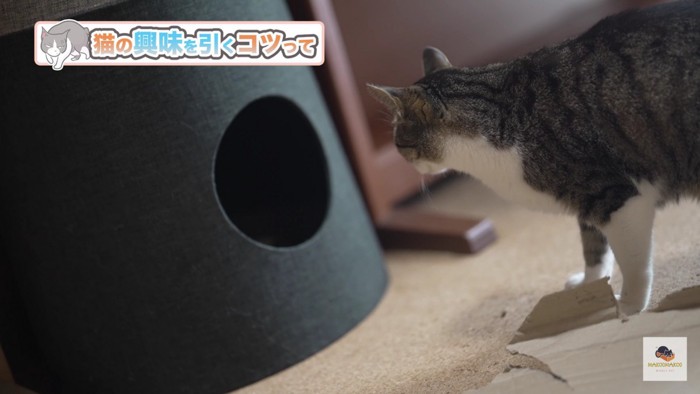 タワーを向く猫