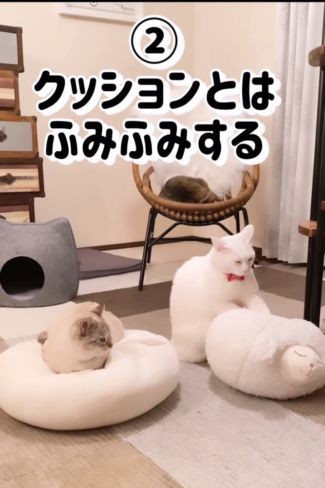 クッションに乗る猫とふみふみする猫