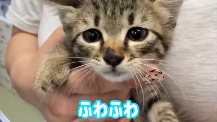 抱っこされる子猫