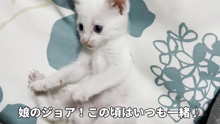 仰向けの子猫