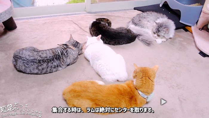 真ん中に白猫がいる寝ている猫たち