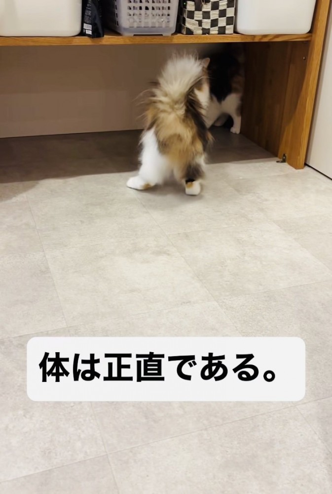 姉猫にニャンプロを挑みながら後ずさる妹猫
