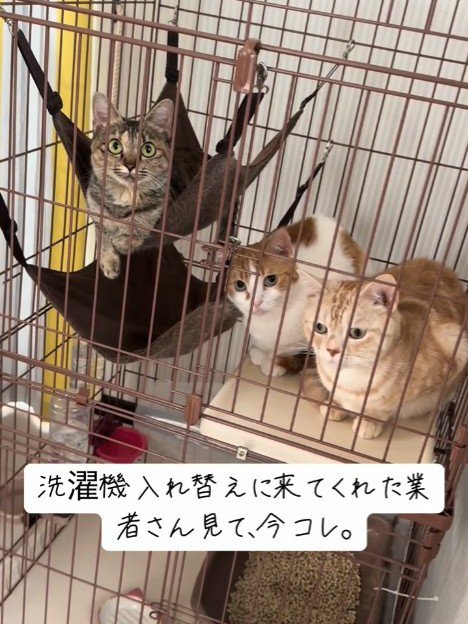 ケージの中にいる3匹の猫