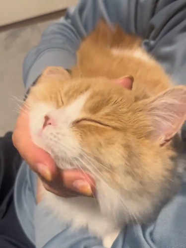 顔をなでられる猫