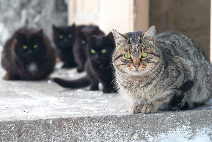 後ろに子分を従えている強いオス猫