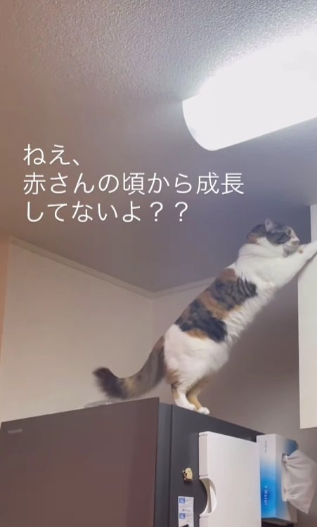 棚に手を伸ばす猫