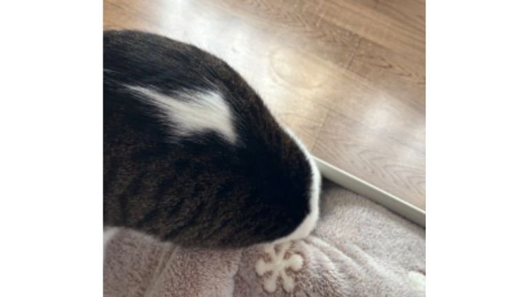 こたつに入ろうとする猫