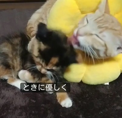 右の猫が左の猫を舐める