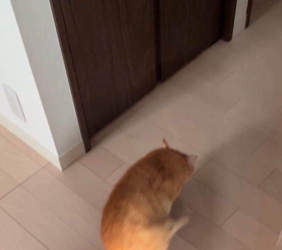 おしり歩きする猫