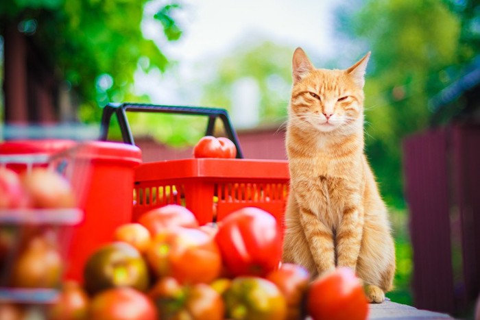 野菜を見る猫