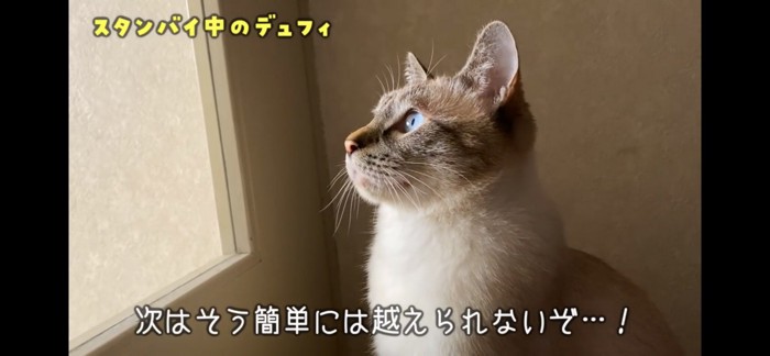 窓の向こうを覗く猫