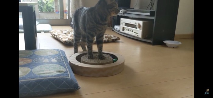 そっぽを向く猫